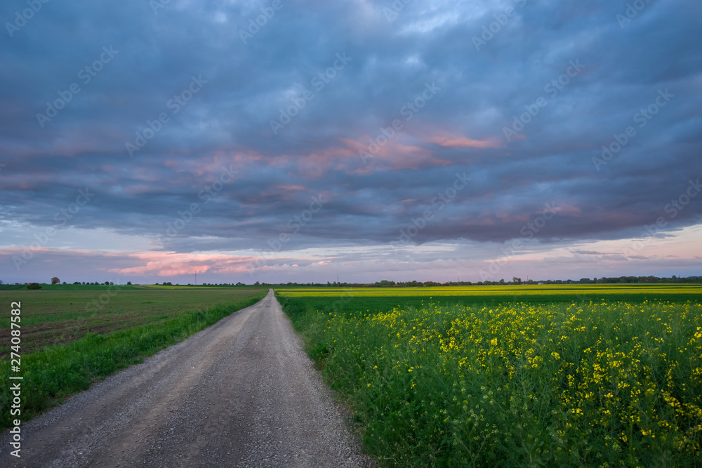 Gravel road through a yellow rape field, the horizon and a colorful cloudy sky after sunset Gravel road through a yellow rape field, the horizon and a colorful cloudy sky after sunset