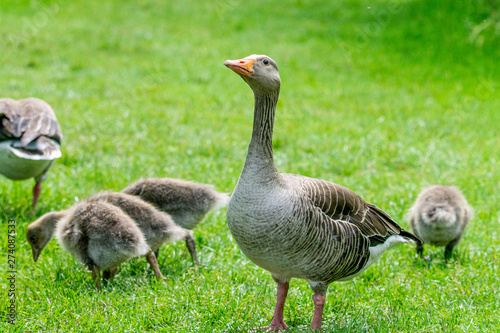 Greylag geese (anser anser) with offspring © Anders93
