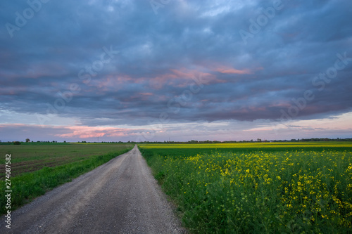 Gravel road through a yellow rape field, the horizon and a colorful cloudy sky after sunset