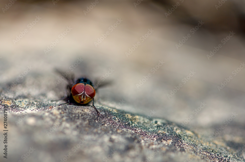 Fototapeta premium Macro photography of a blue fly on a rock, captured in the high mountains of central Colombia. View from the front.