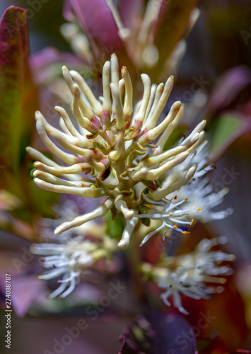 Macro photography of the exotic Gaiadendron punctatum flower  captured at the high mountains of the central Andes of Colombia.