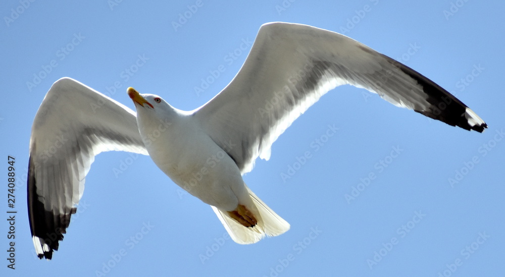 Obraz premium Seagull flying in a blue sky