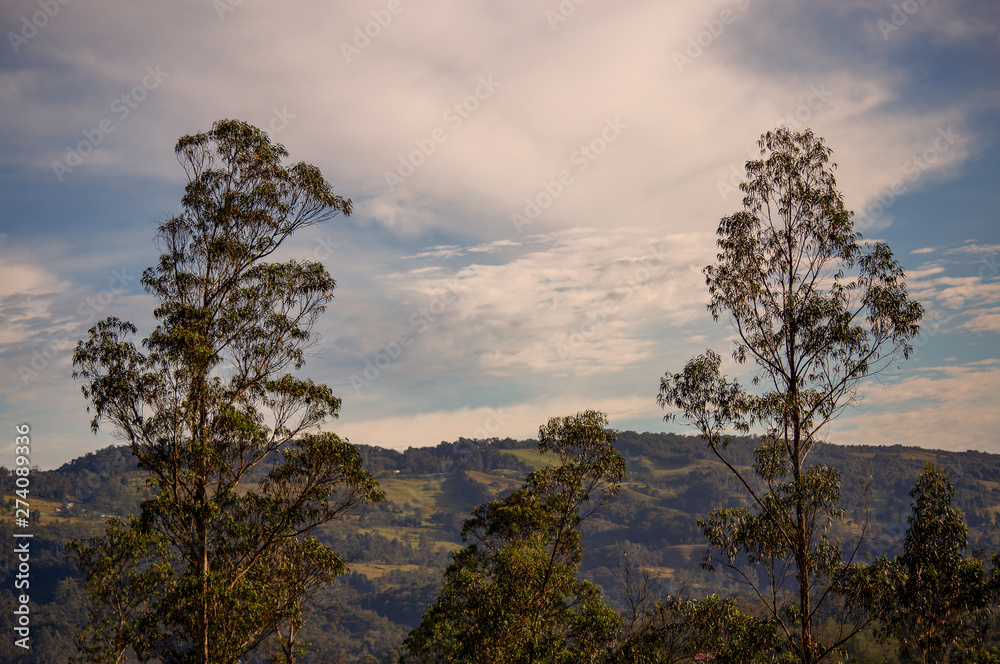 Multiple exposure of the canopy of two eucalyptus trees with the morning sky at the background. Captured at the central Andean mountains of Colombia.