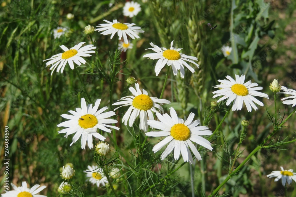 Beautiful chamomile flowers in the meadow, closeup Beautiful chamomile flowers in the meadow, closeup