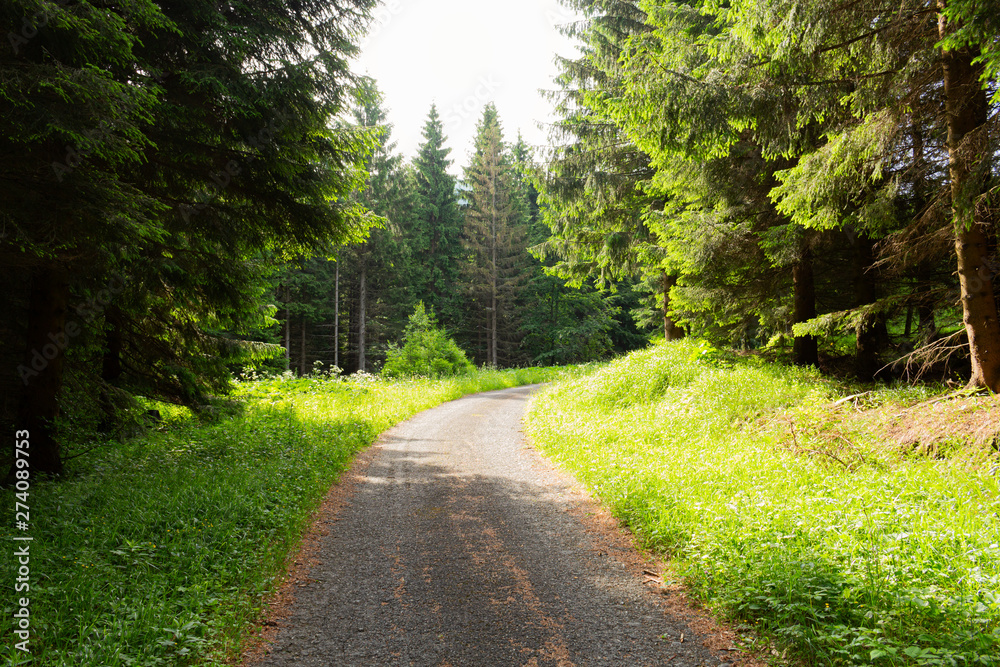 Hiking path and sunset in beautiful woods view, inspirational summer landscape in forest. Walking footpath or biking path, dirt road. Hiking path and sunset in beautiful woods view, inspirational summer landscape in forest. Walking footpath or biking path, dirt road.