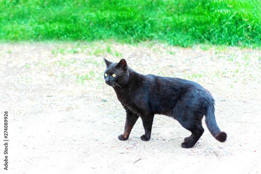 portrait of a black cat 