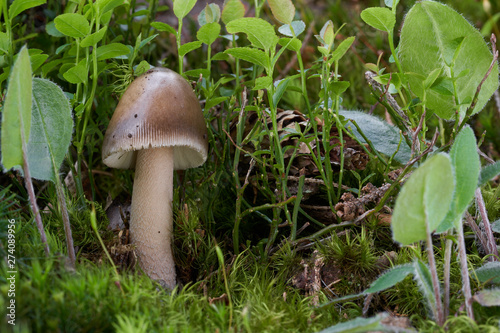 Edible brown mushroom Amanita fulva growing in the moss next to plants and blueberries in the spruce forest. Commonly know as tawny grisette. Natural environment.