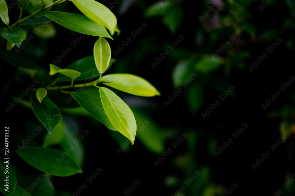 Young green leafy shoots of leaves Beautiful, beautiful natural concept