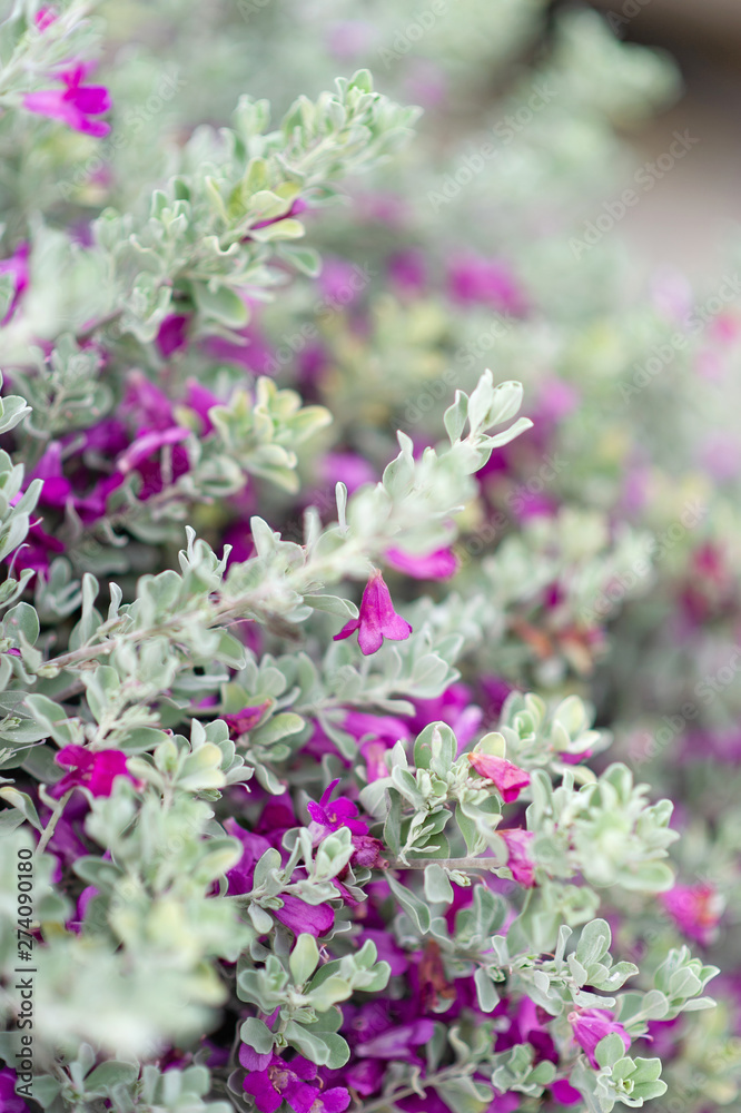 Fototapeta premium Purple flowers from white leaf trees The beauty of nature