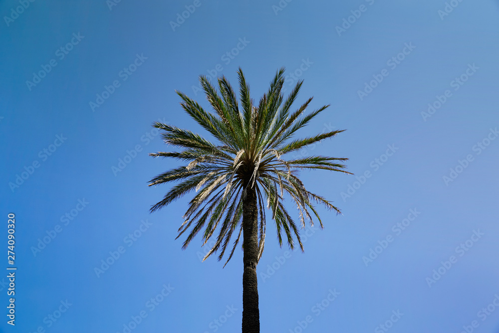 Obraz premium Palm tree with blue sky