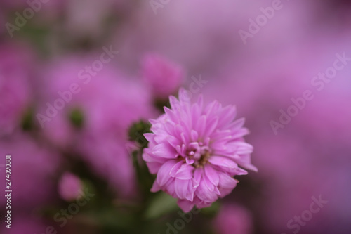 Colorful flowers chrysanthemum for background,Abstract,texture,Soft and Blurred style.postcard.