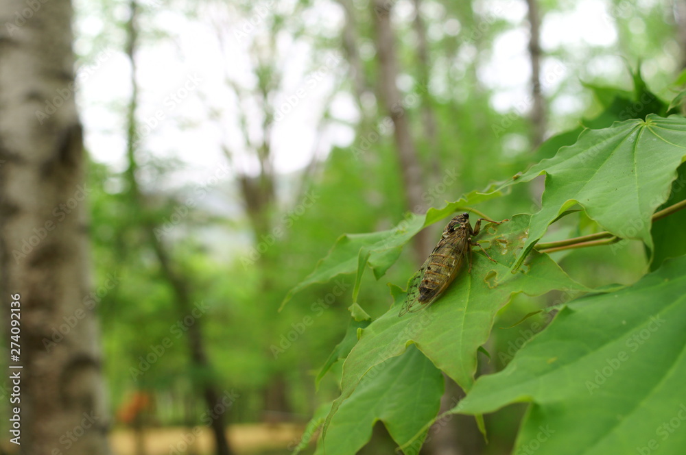 Obraz premium cicada rest tree insect forest
