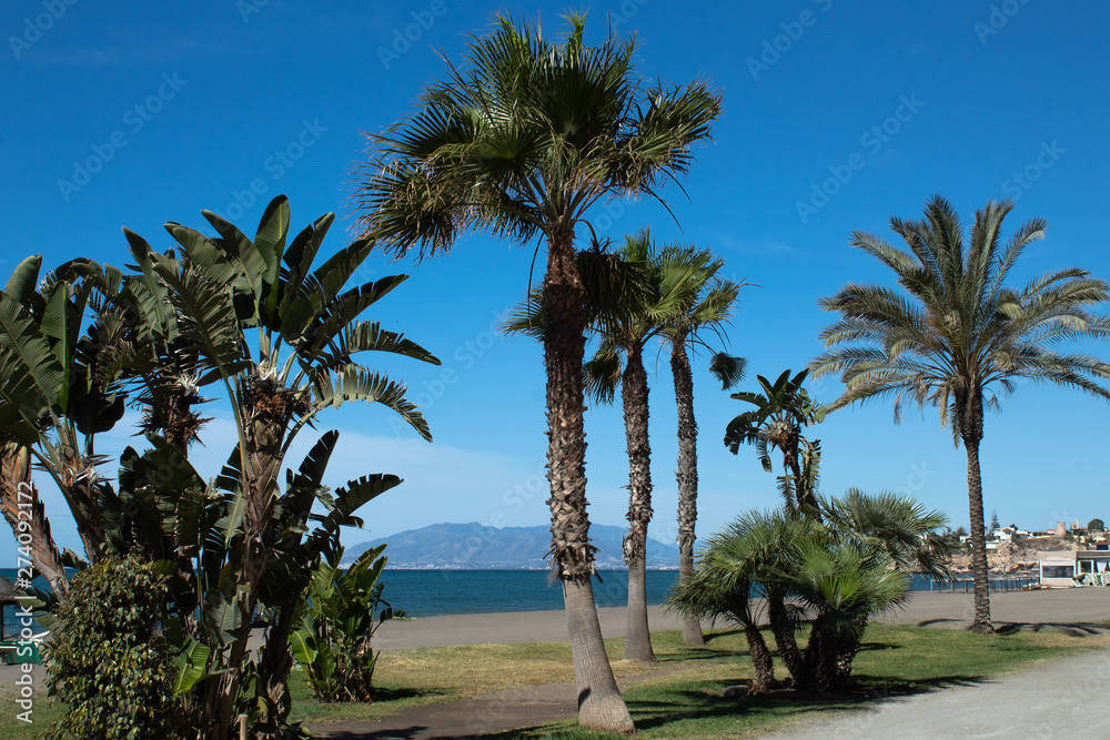 Palm trees by the sea on the beach against the backdrop of the mountain ridge and the seaside town