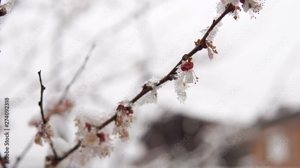 Anomalous Weather Wet Snow On The Tree Bloom, cinematic dof Anomalous Weather Wet Snow On The Tree Bloom, cinematic dof