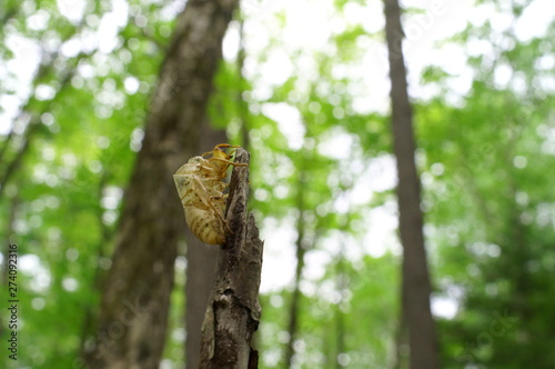 cicada Moult Shell tree insect