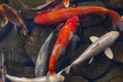 Bild auf Leinwand Carp in pond, colorful fish,  beautiful.