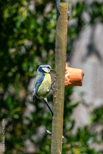 Bluetit (Cyanistes caeruleus) urban wildlife perched on a home made suet bird feeder photo