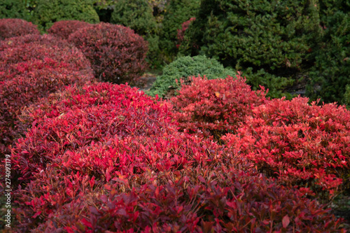 日本庭園の紅葉 / 北海道