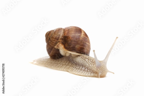 snail white background animal brown. tentacle.