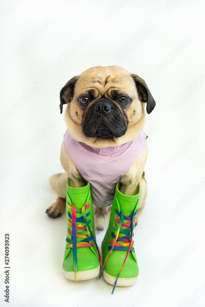 Cute pug in green rain boots and a purple rain coat 