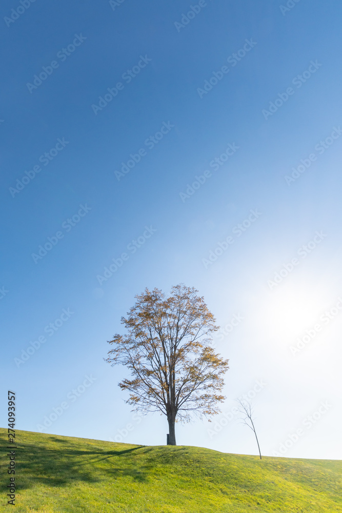 Obraz premium 北海道の丘のイメージ