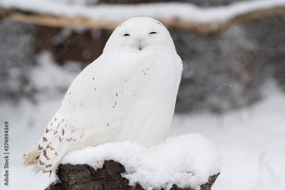 白いフクロウ Stock 写真 Adobe Stock