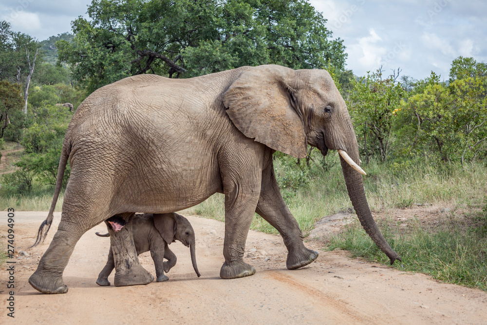 African bush elephant in Kruger National park, South Africa