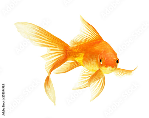 Canvas Print gold fish