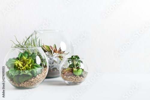 Home indoor green plants concept, copy space photo