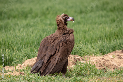 Aegypius monachus