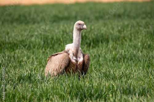 Gyps fulvus