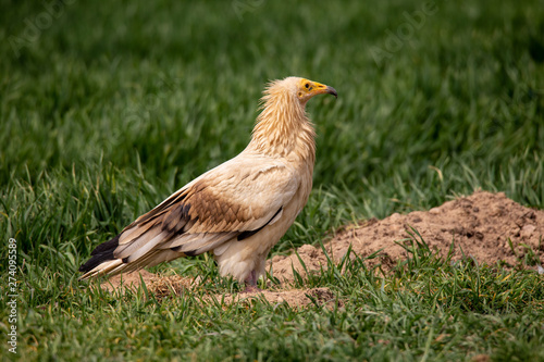 Neophron percnopterus