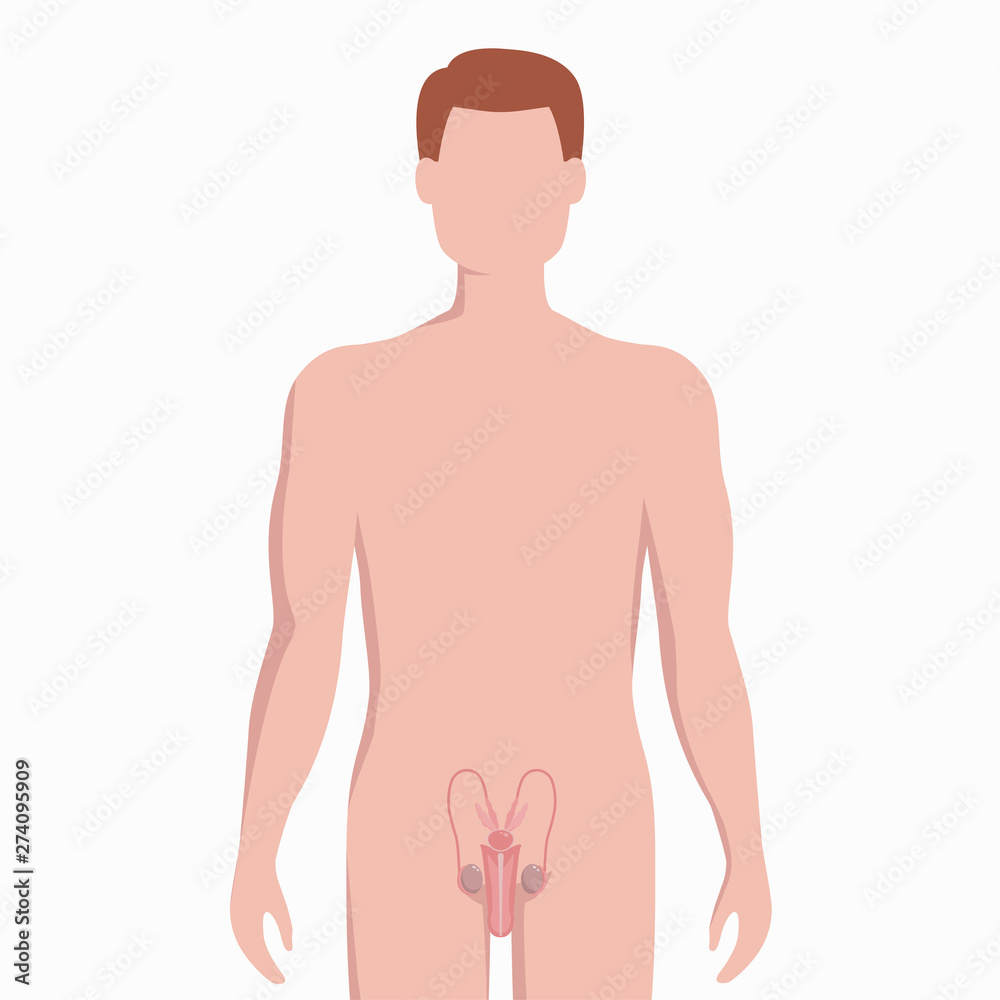 Fototapeta premium Male reproductive organs on man body silhouette vector medical illustration isolated on white background. Human internal organ placed in body infographic elements in flat design.