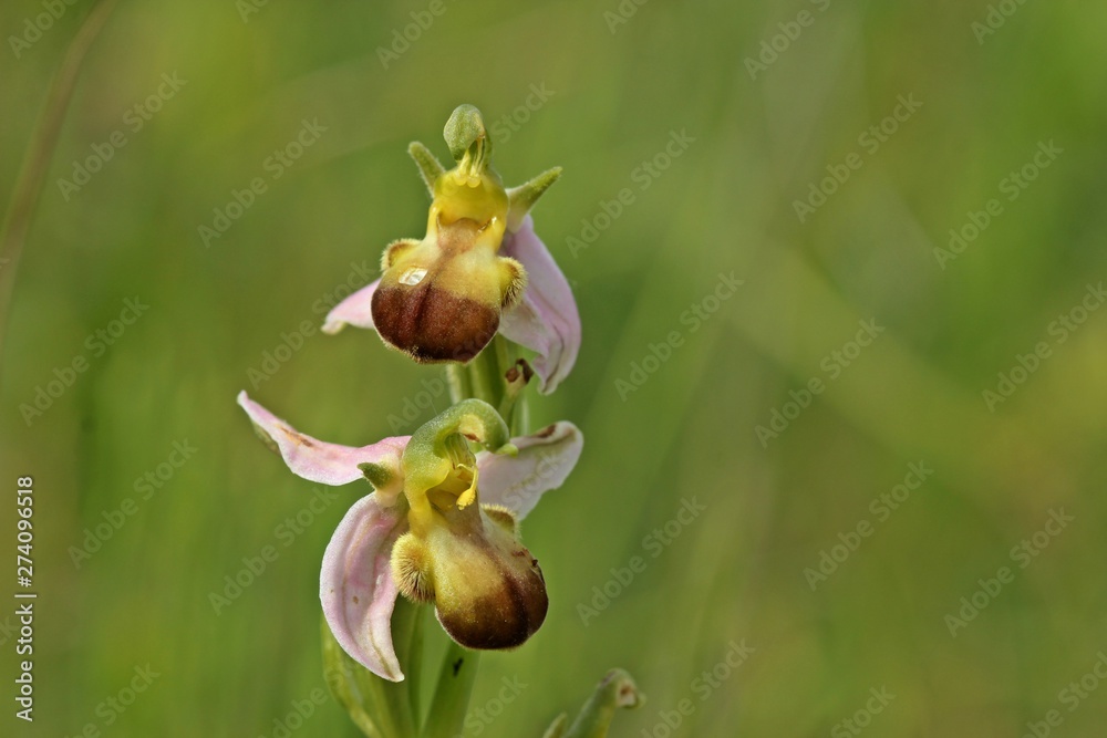 Varietät der Bienen-Ragwurz (Ophrys apifera var. bicolor) Varietät der Bienen-Ragwurz (Ophrys apifera var. bicolor)