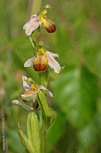 Varietät der Bienen-Ragwurz (Ophrys apifera var. bicolor)