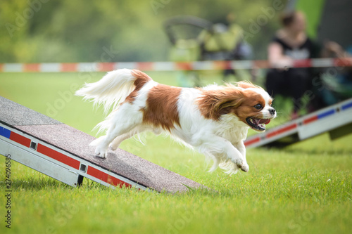Dog, king charles spaniel in agility in zone Dog, Amazing day on czech agility competition Fototapeta
