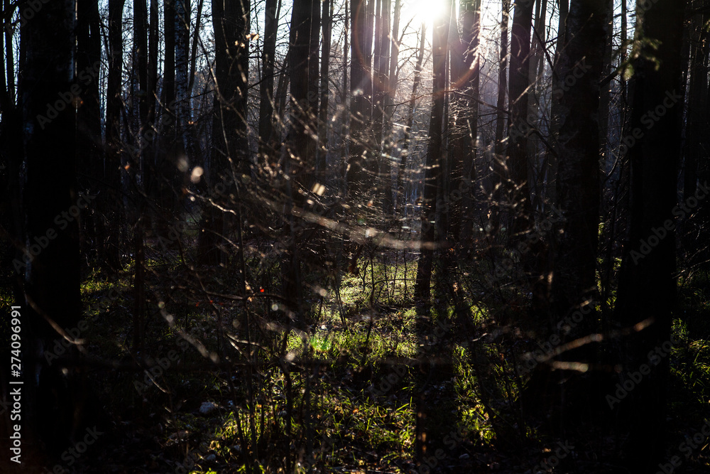 The sun in the forest. Forest sunset. Trees stand in rows. The sun shines through the shadow. The sun in the forest. Forest sunset. Trees stand in rows. The sun shines through the shadow.