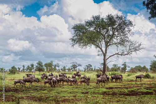 Blue wildebeest herd in green savannah in Kruger National park  South Africa   Specie Connochaetes taurinus family of Bovidae