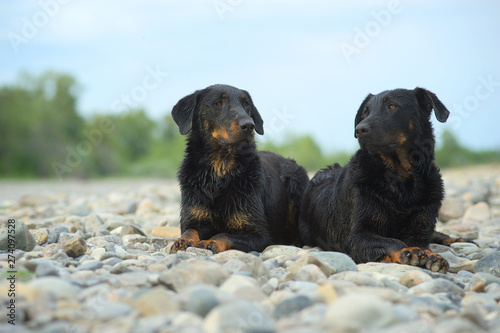 Two beaucerons resting on a river bank