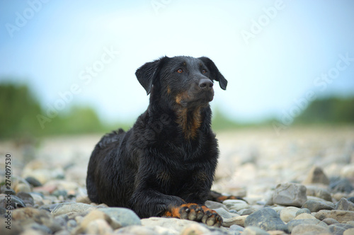 Portrait of beautiful beauceron resting