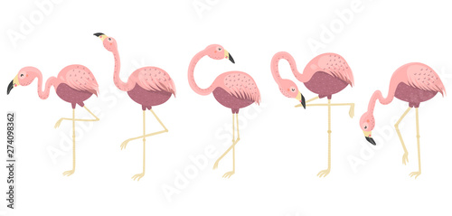 Pink flamingos collection. Isolated elements