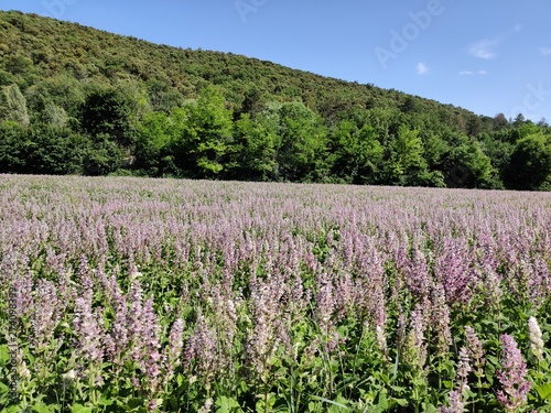 Lavender field 1