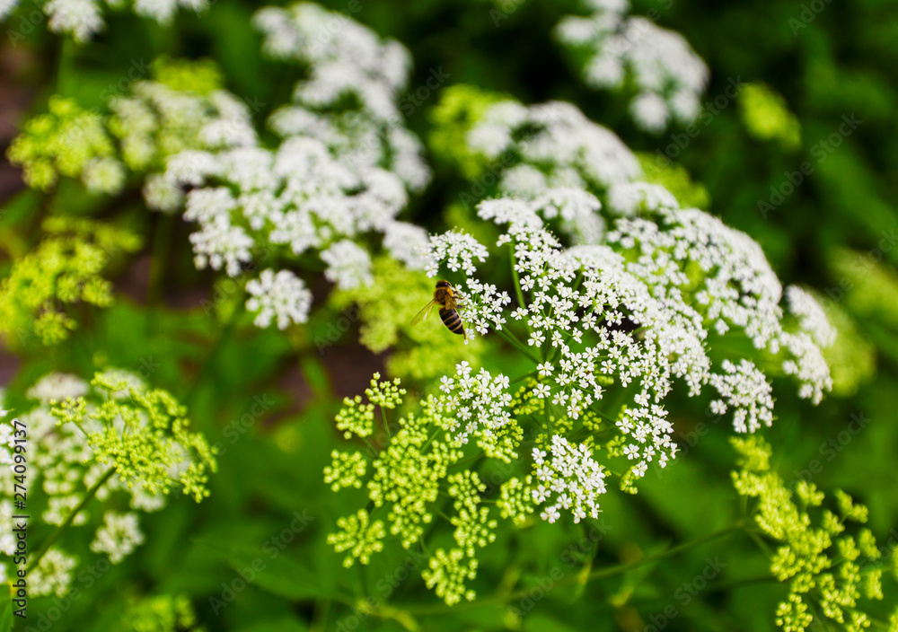 Beautiful blooming flowers in the garden Beautiful blooming flowers in the garden