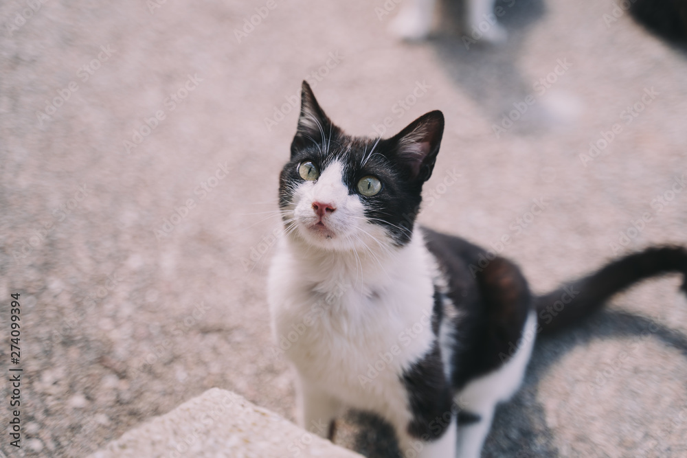 A beautiful black and white street cat is sitting in the street with other cats while is looking at something. It has a beautiful hair and big green eyes. It is a beautiful sunny day. A beautiful black and white street cat is sitting in the street with other cats while is looking at something. It has a beautiful hair and big green eyes. It is a beautiful sunny day.