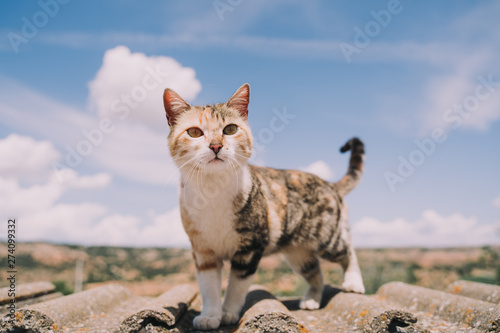 Photography A beautiful street cat is in the wall