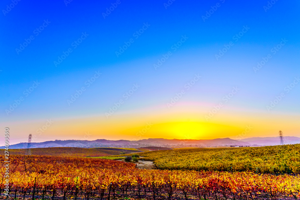Obraz premium Vineyard at Sunset in the Fall