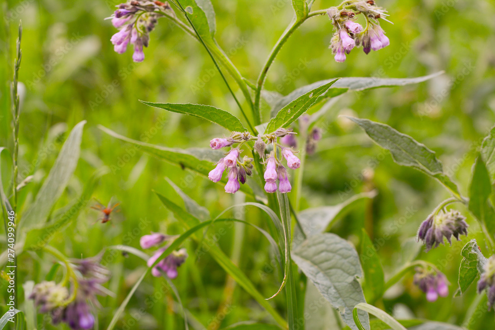 An insect with wings flies toward the purple flowers of the comfrey among the summer An insect with wings flies toward the purple flowers of the comfrey among the summer