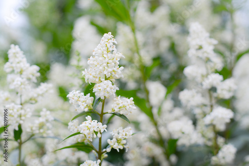  Shrub blooms with white fragrant flowers in summer