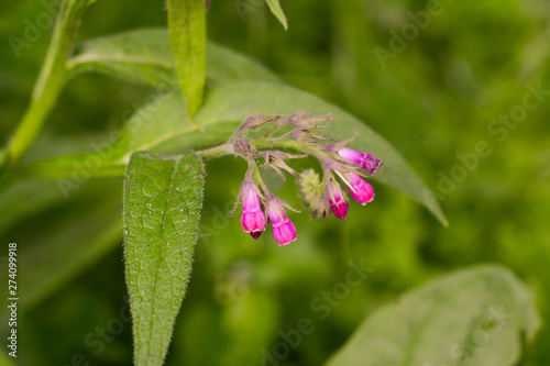 Purple flowers of medicinal comfrey in open areas close up