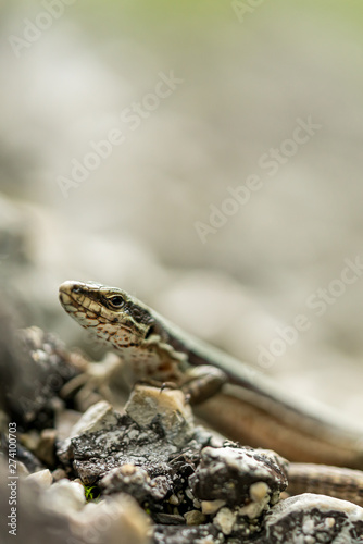 Podarcis muralis (common wall lizard)